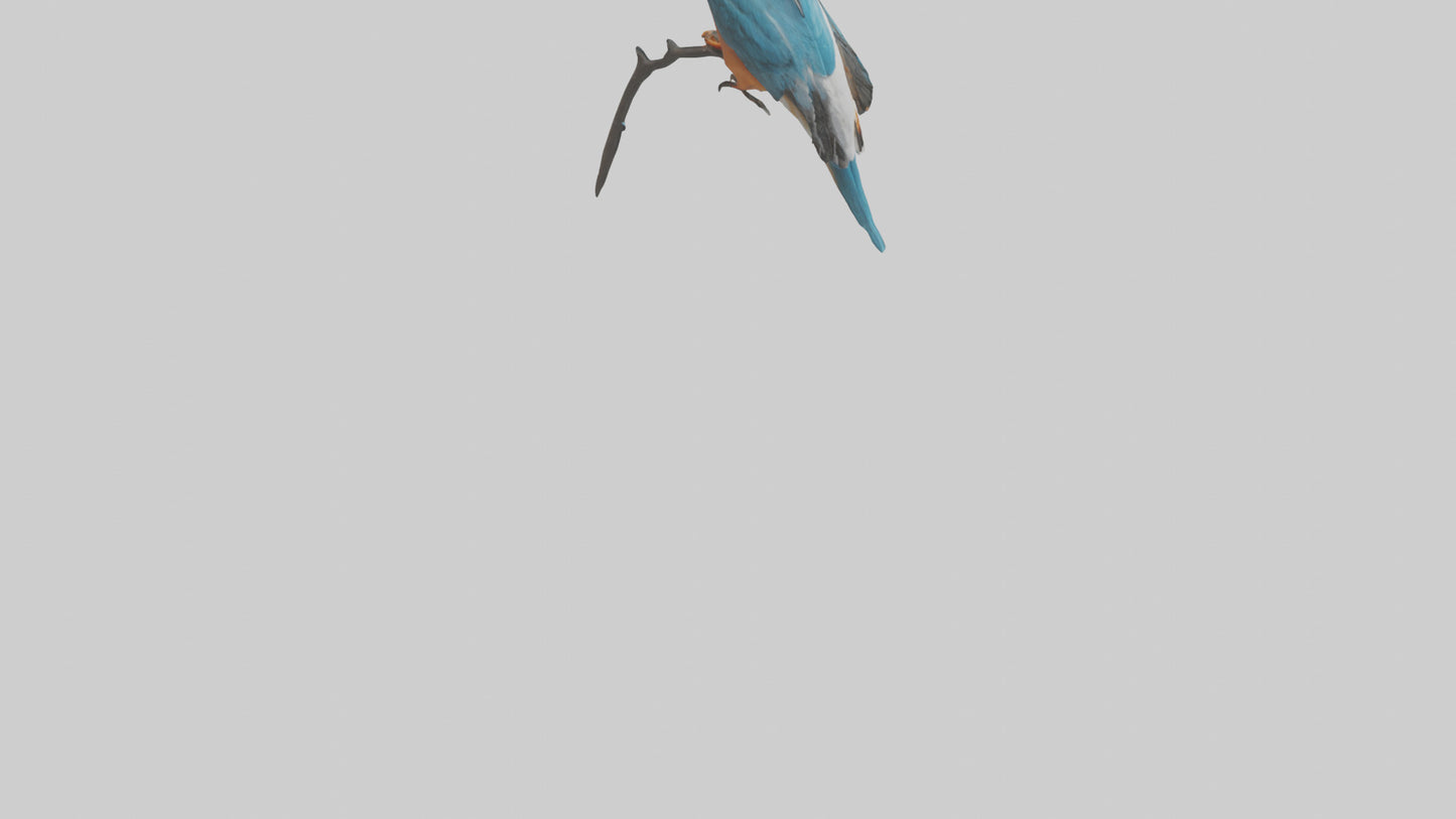 European Kingfisher perched model 3D model