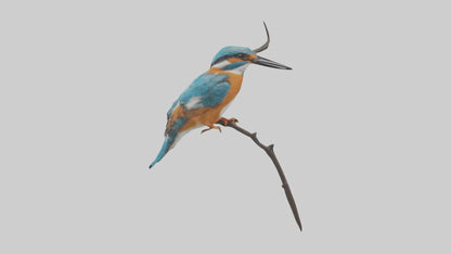 European Kingfisher perched model 3D model