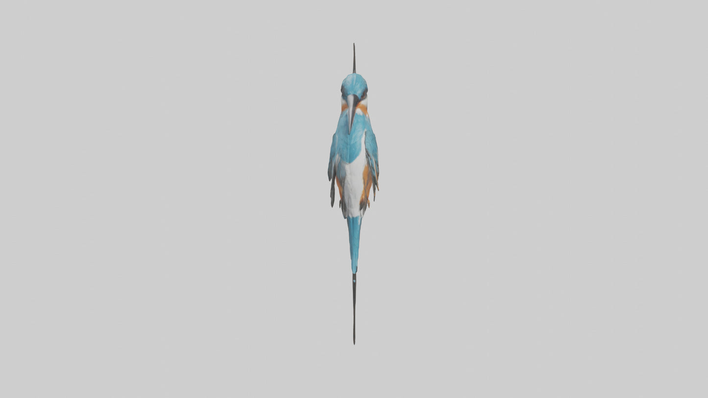 European Kingfisher perched model 3D model