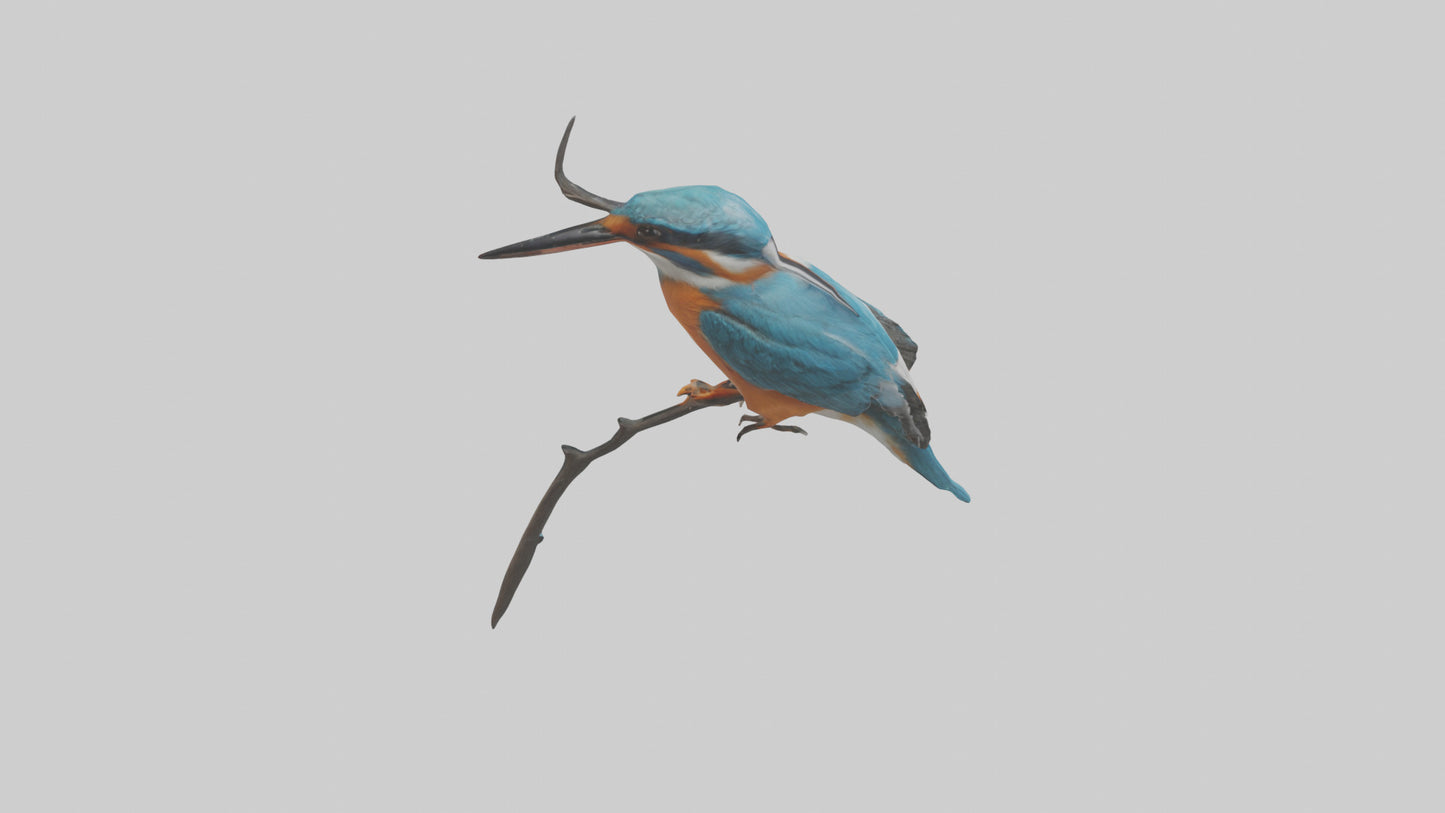 European Kingfisher perched model 3D model