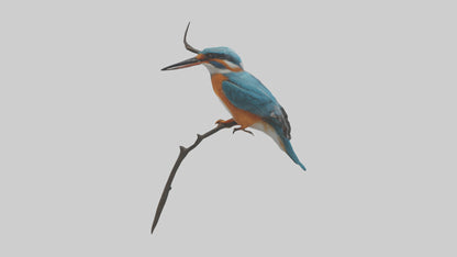 European Kingfisher perched model 3D model