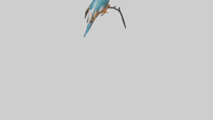European Kingfisher perched model 3D model