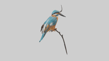 European Kingfisher perched model 3D model