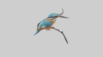 European Kingfisher perched model 3D model