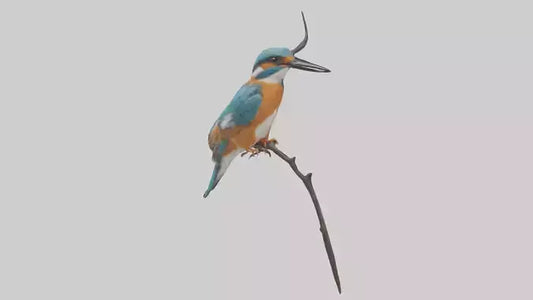 European Kingfisher perched model 3D model