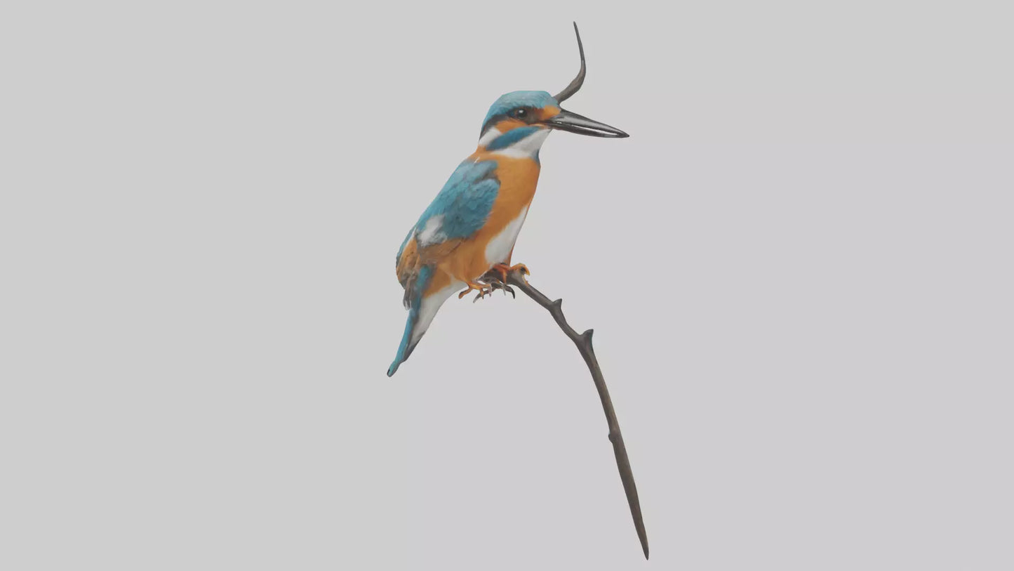 European Kingfisher perched model 3D model