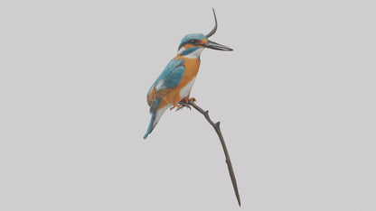 European Kingfisher perched model 3D model