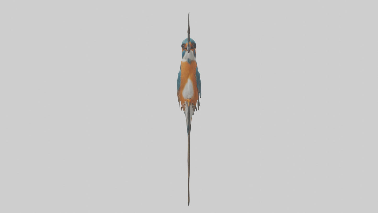 European Kingfisher perched model 3D model