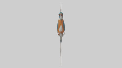 European Kingfisher perched model 3D model