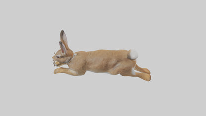 European Rabbit hopping model 3D model