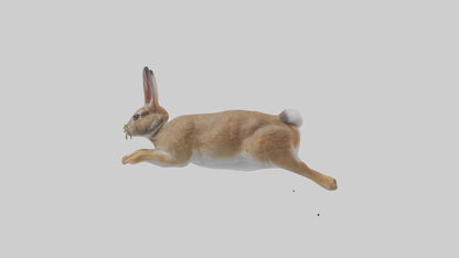 European Rabbit hopping model 3D model