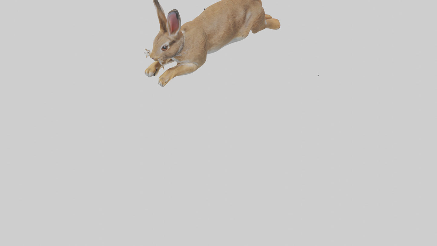European Rabbit hopping model 3D model