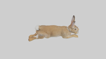 European Rabbit hopping model 3D model