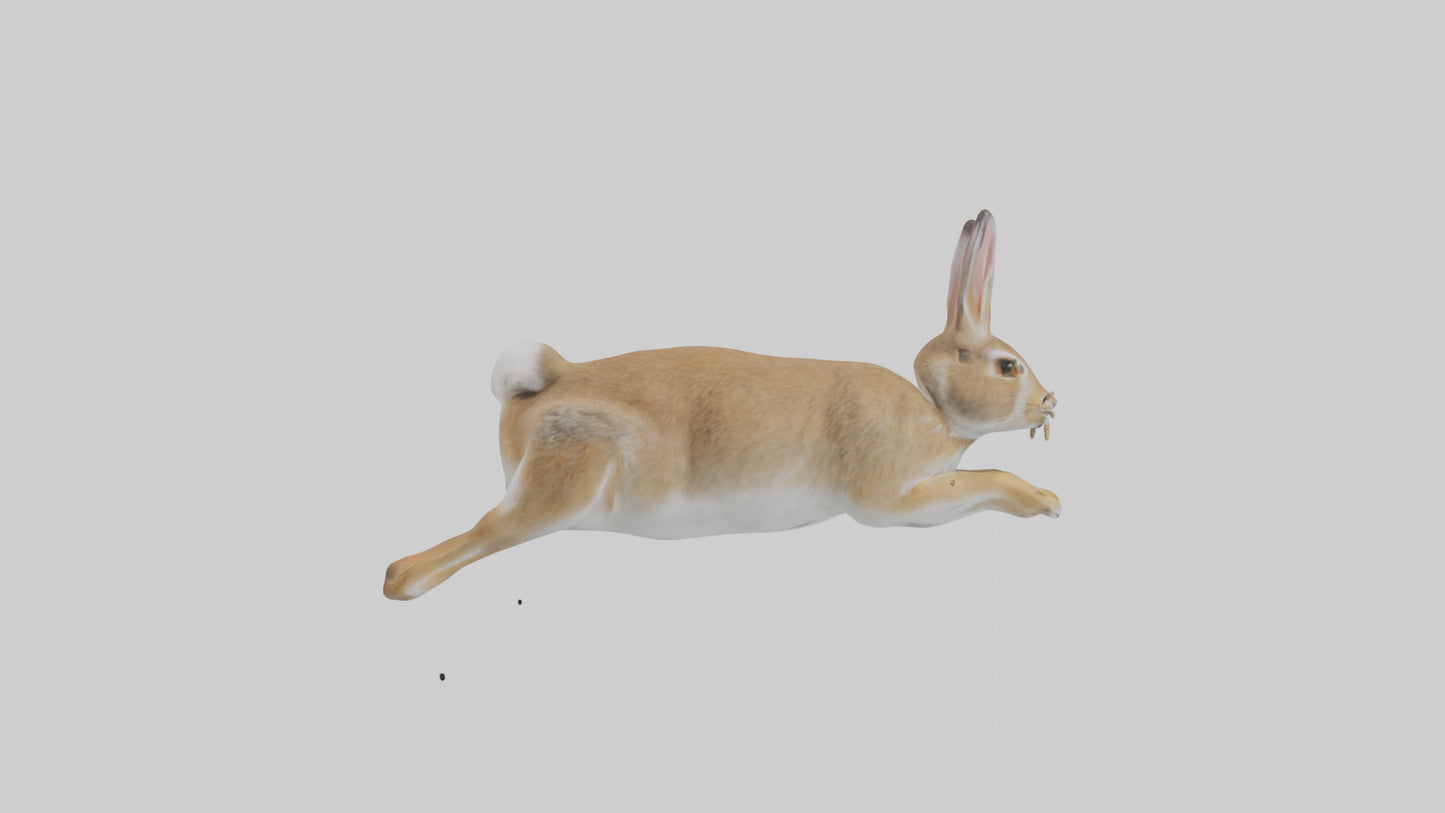 European Rabbit hopping model 3D model