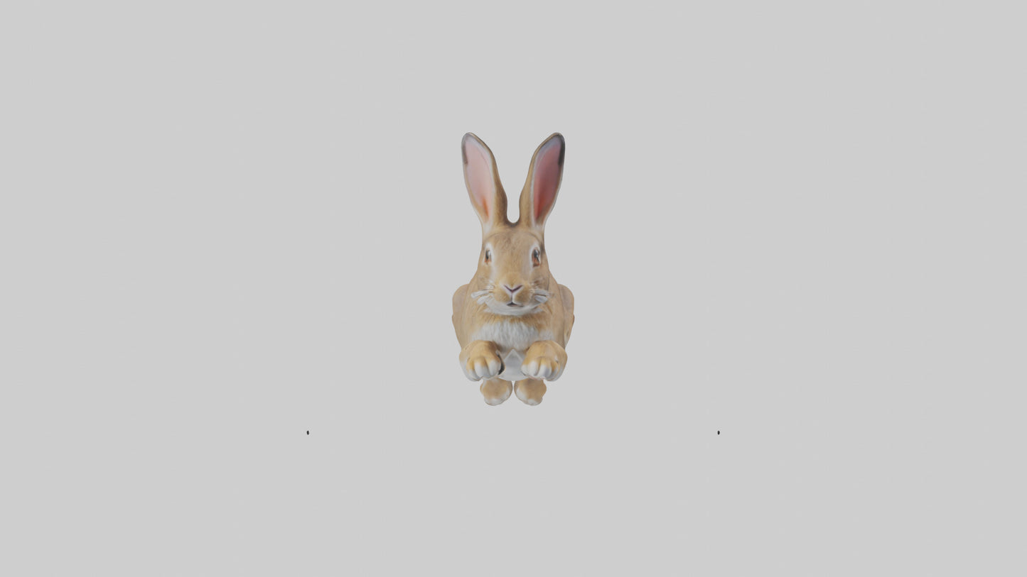 European Rabbit hopping model 3D model