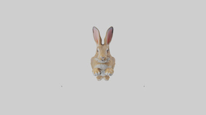 European Rabbit hopping model 3D model
