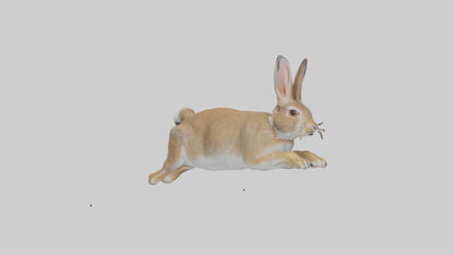 European Rabbit hopping model 3D model
