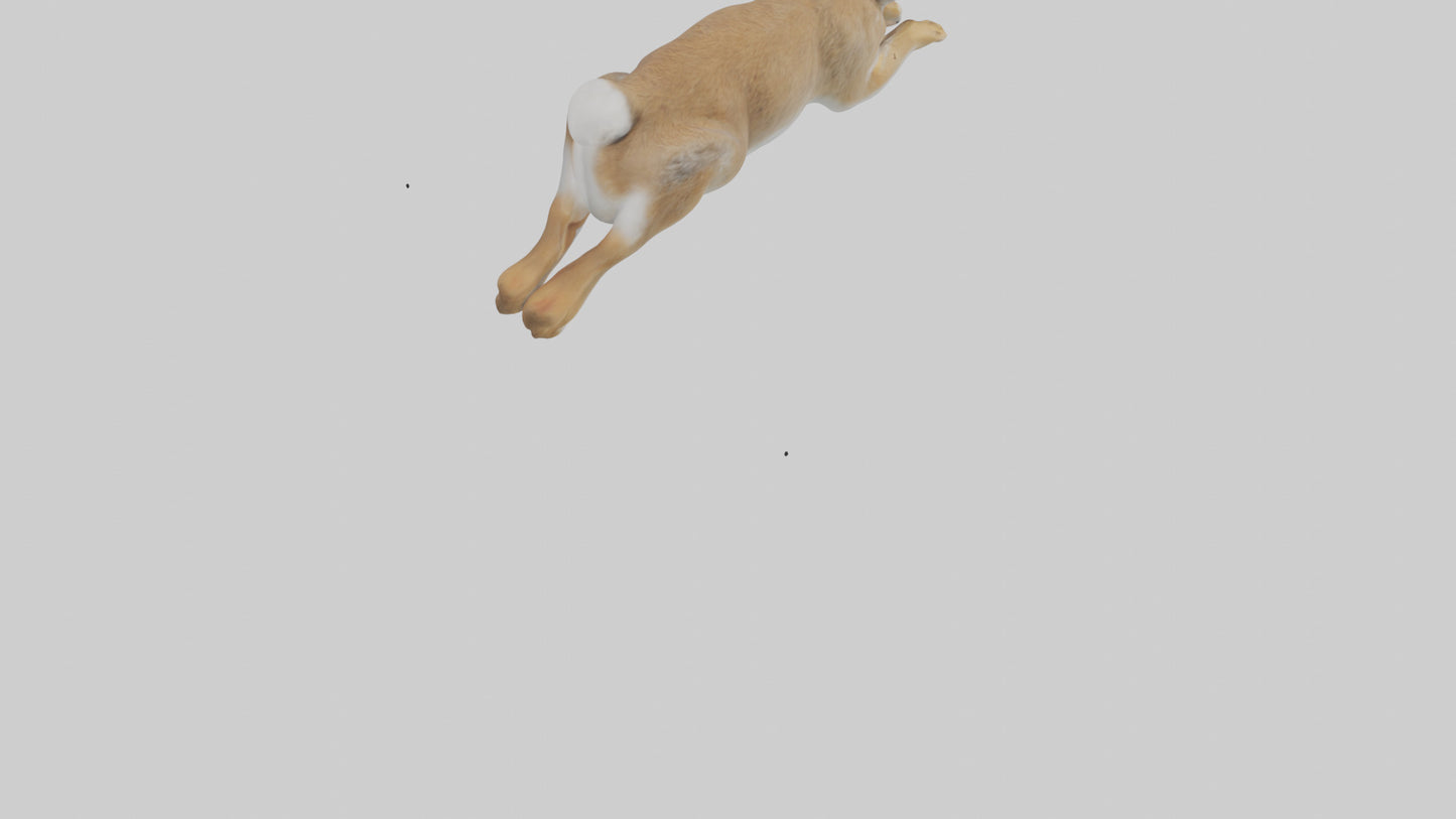European Rabbit hopping model 3D model