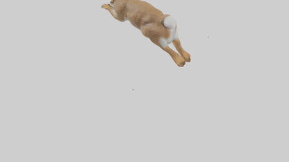 European Rabbit hopping model 3D model