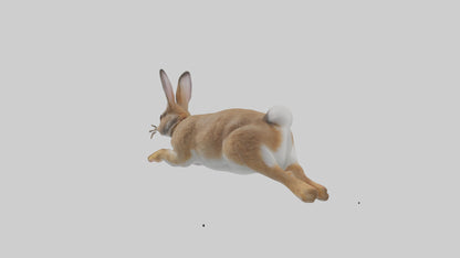 European Rabbit hopping model 3D model