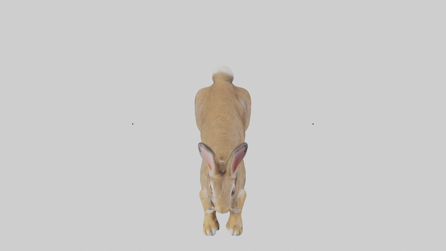 European Rabbit hopping model 3D model