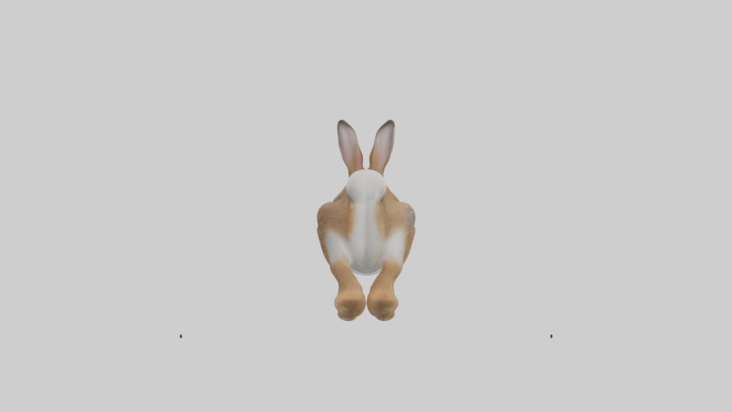 European Rabbit hopping model 3D model