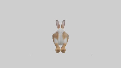 European Rabbit hopping model 3D model