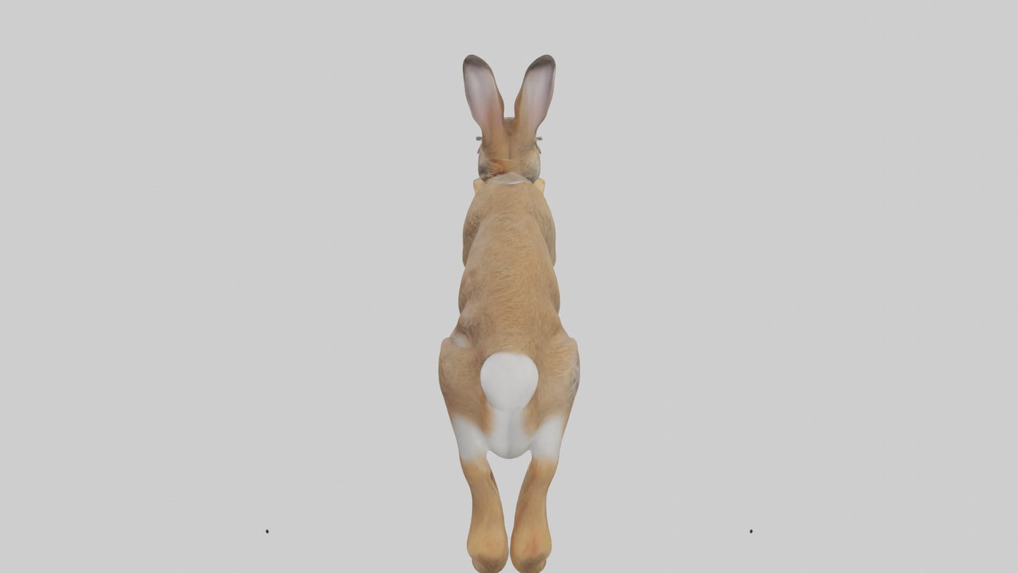European Rabbit hopping model 3D model