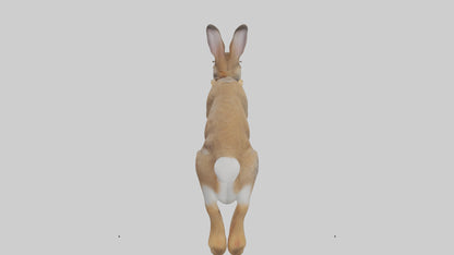 European Rabbit hopping model 3D model