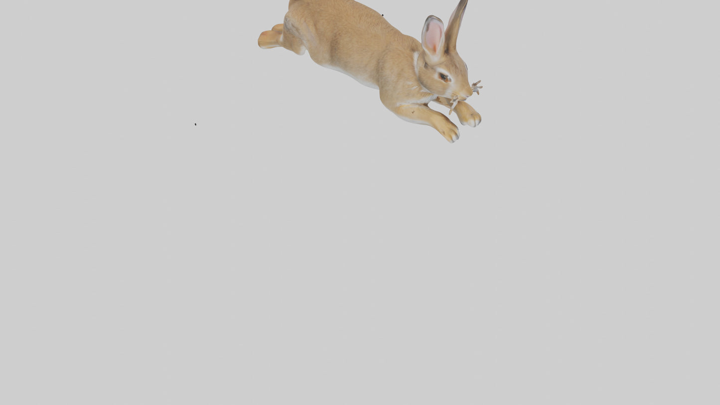 European Rabbit hopping model 3D model