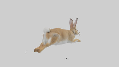 European Rabbit hopping model 3D model