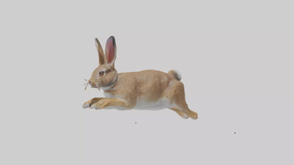 European Rabbit hopping model 3D model