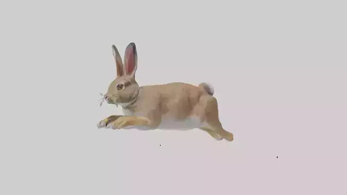 European Rabbit hopping model 3D model