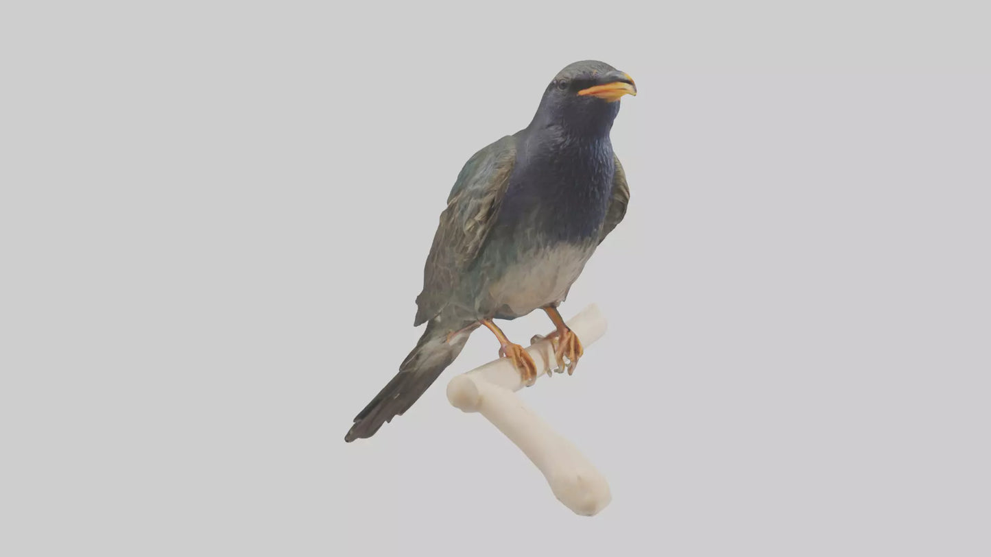 European Starling perched model 3D model