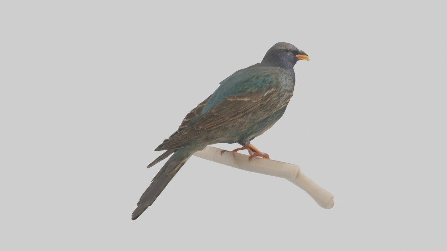 European Starling perched model 3D model