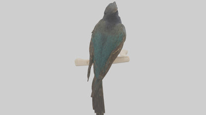 European Starling perched model 3D model