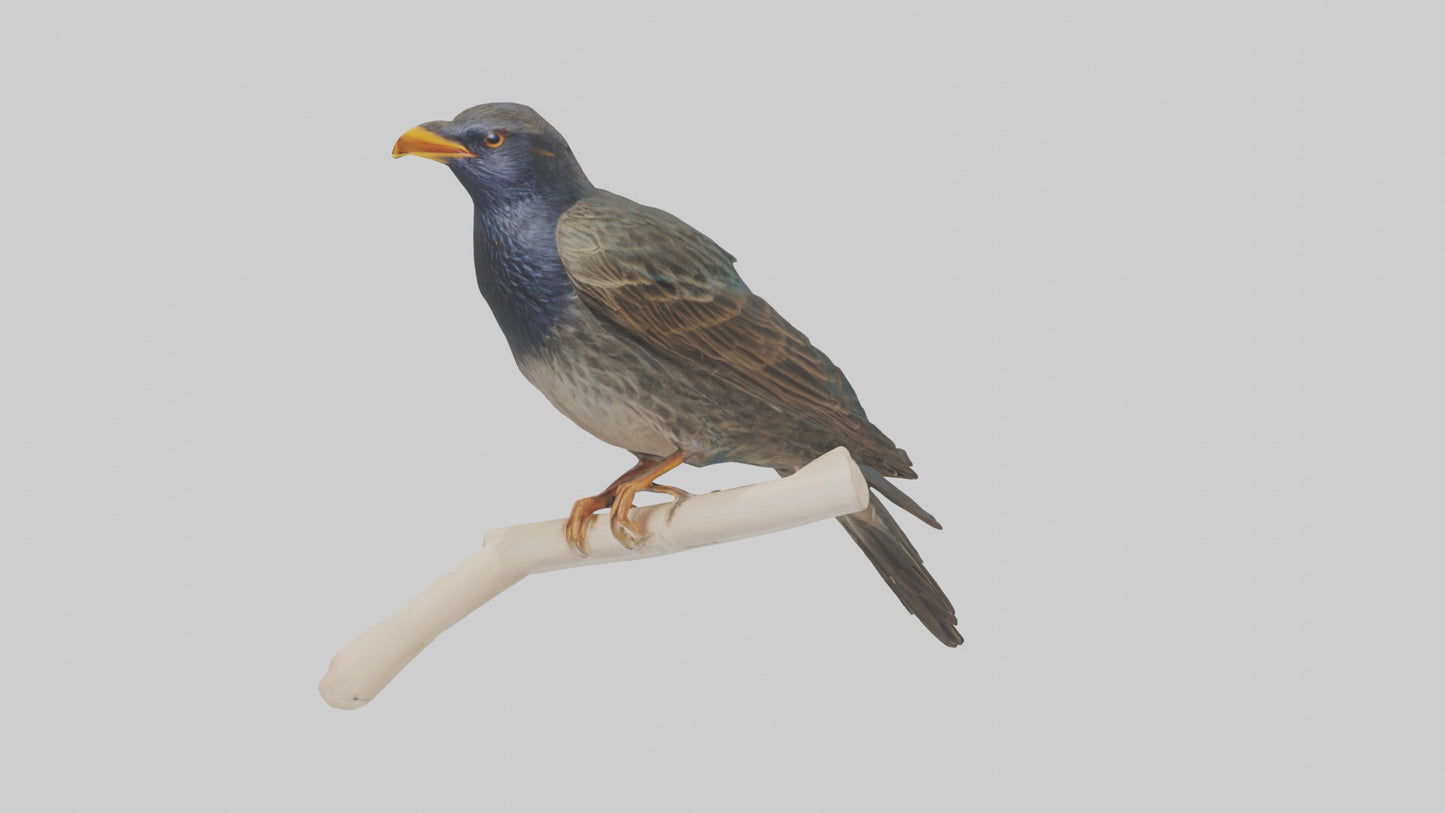 European Starling perched model 3D model