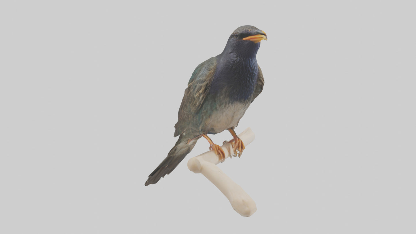 European Starling perched model 3D model