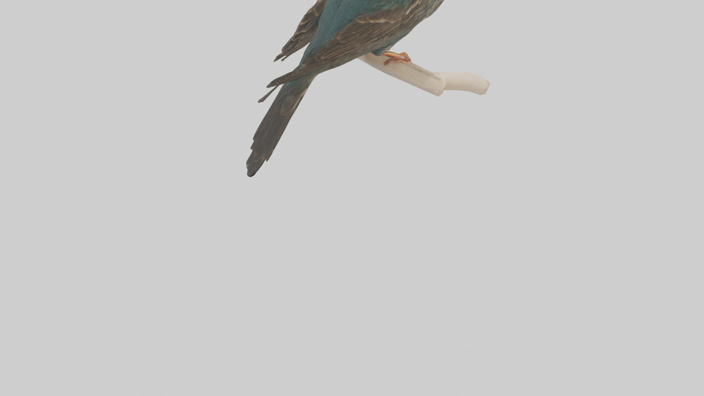 European Starling perched model 3D model