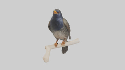 European Starling perched model 3D model