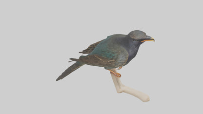 European Starling perched model 3D model