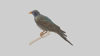 European Starling perched model 3D model