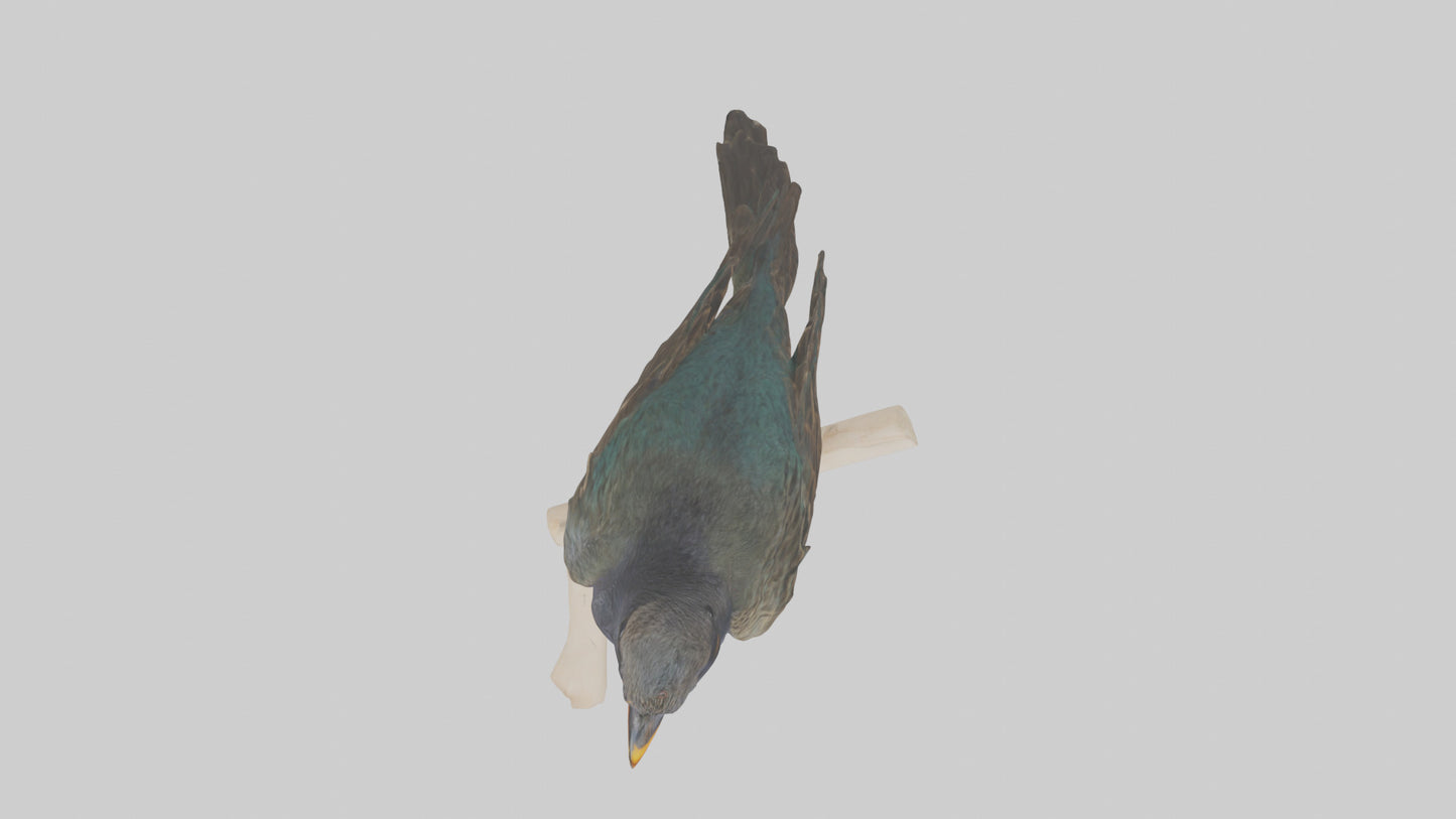 European Starling perched model 3D model