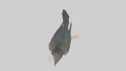 European Starling perched model 3D model