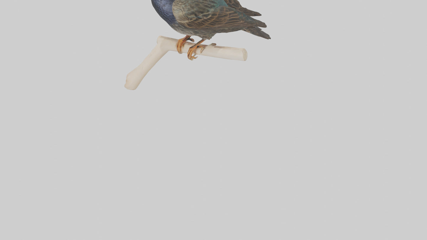 European Starling perched model 3D model