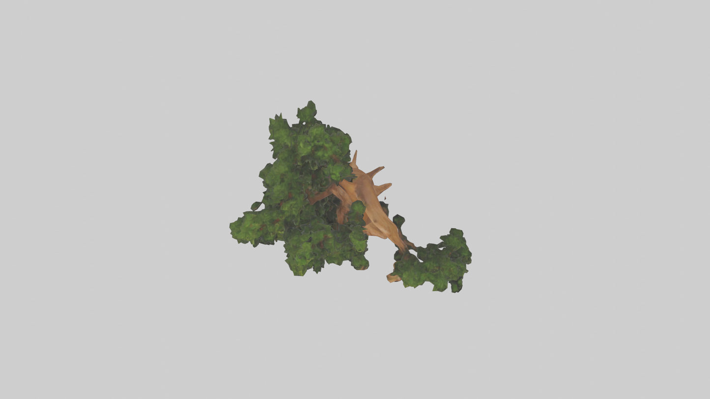 European Yew tree model 3D model