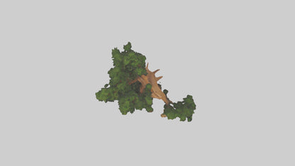 European Yew tree model 3D model