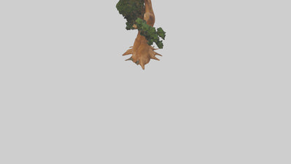 European Yew tree model 3D model