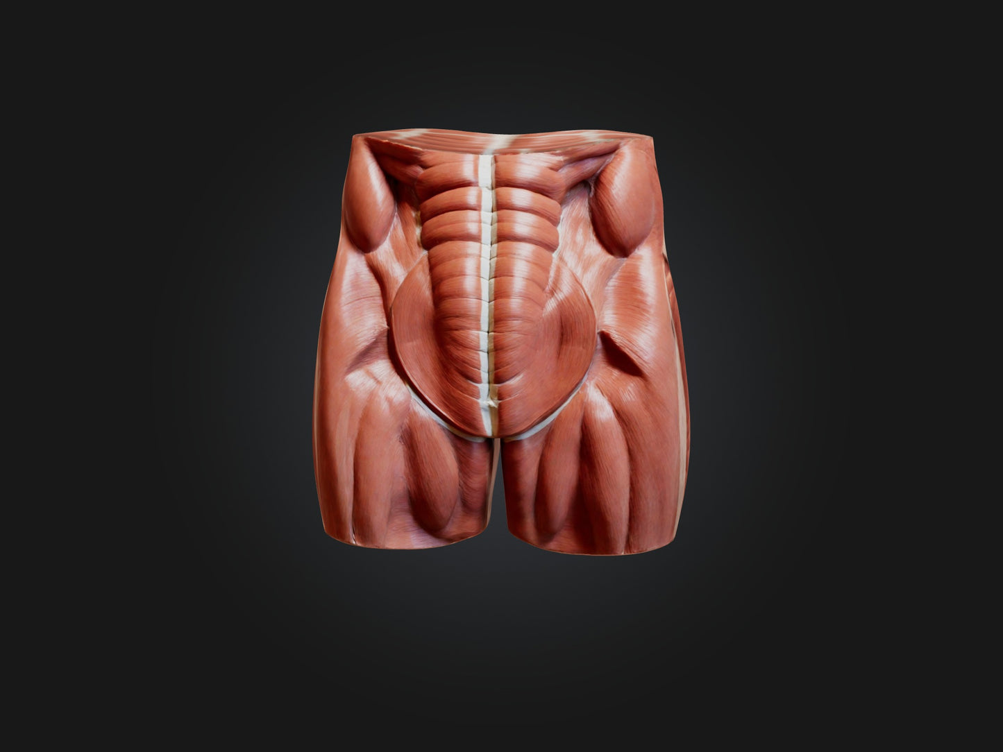 External Oblique Muscle Model 3D model