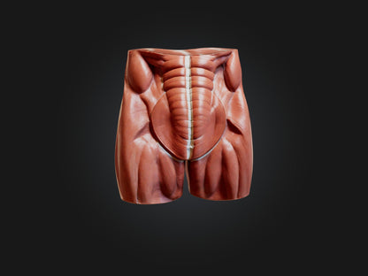 External Oblique Muscle Model 3D model